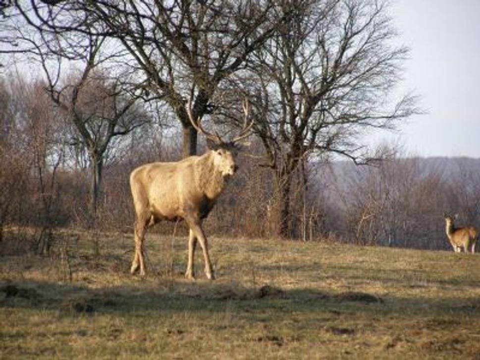 Obrázok blogu