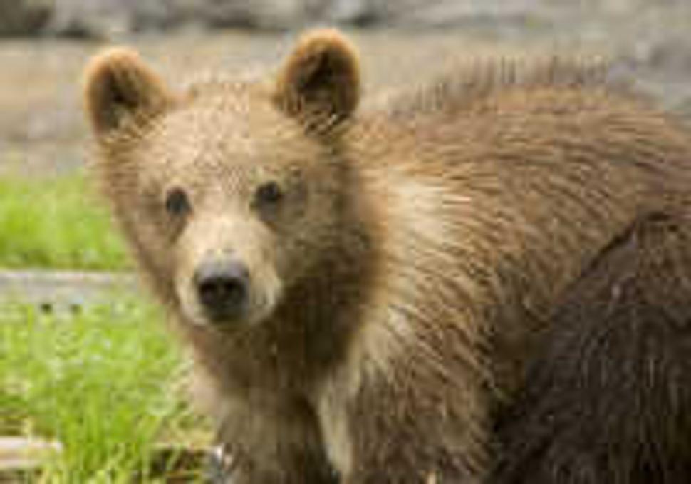Maco (Ursus arctos)