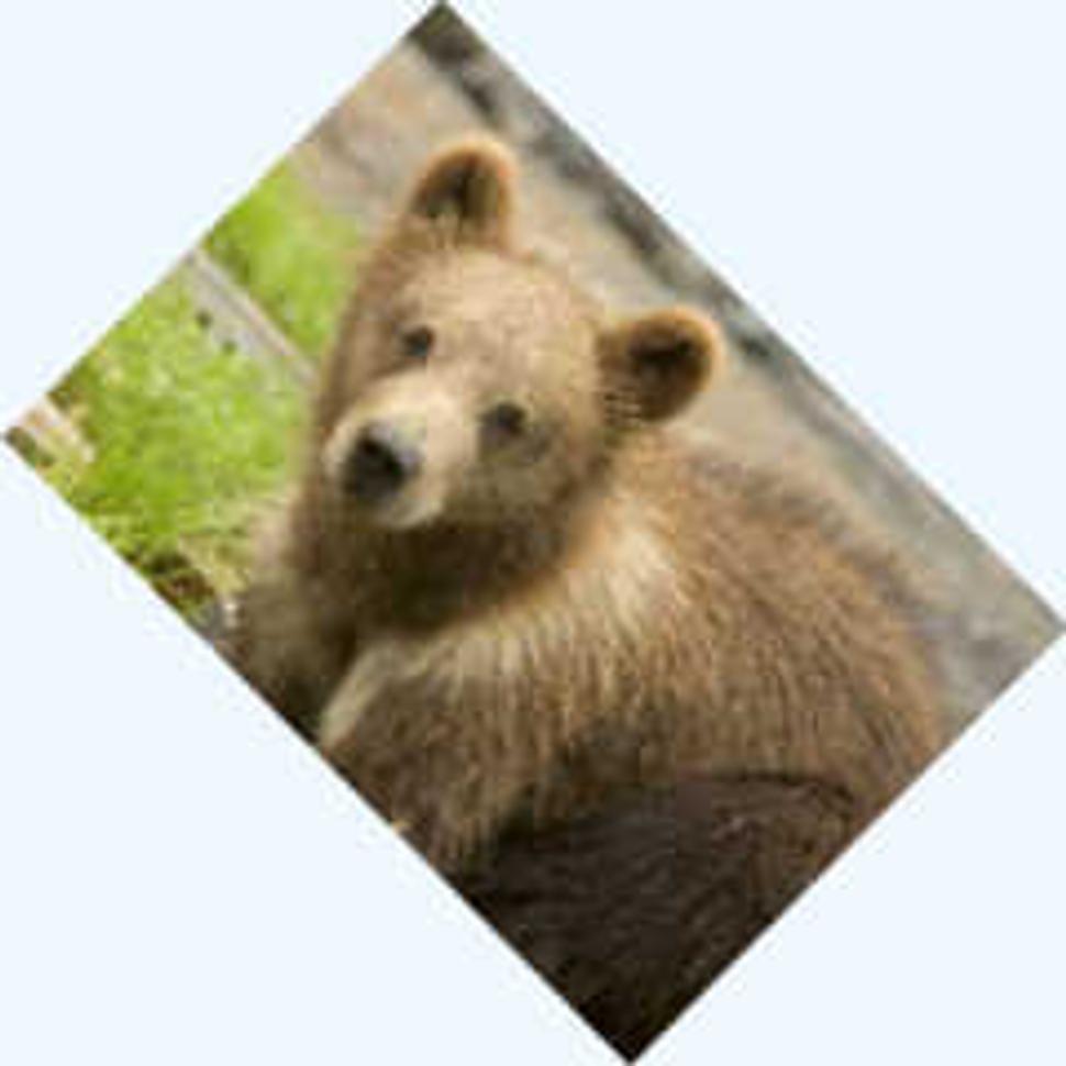 Šikmo otočený maco