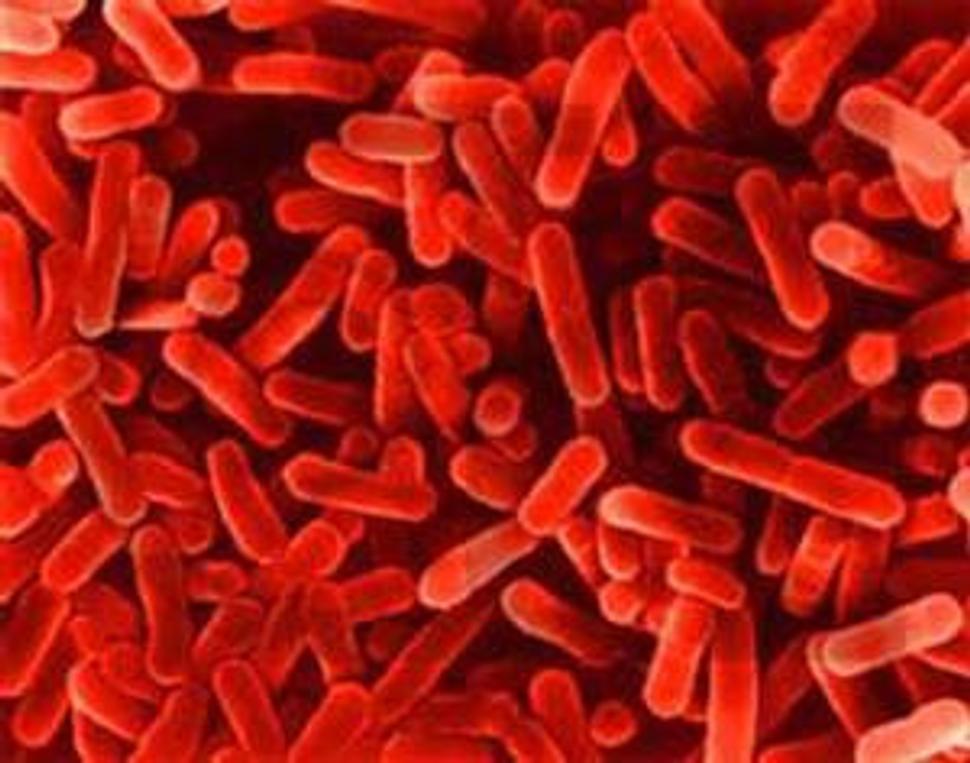 Campylobacter