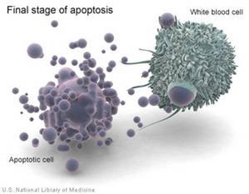 príklad apoptózy pôsobením leukocytu (cytotoxického T-lymfocytu)