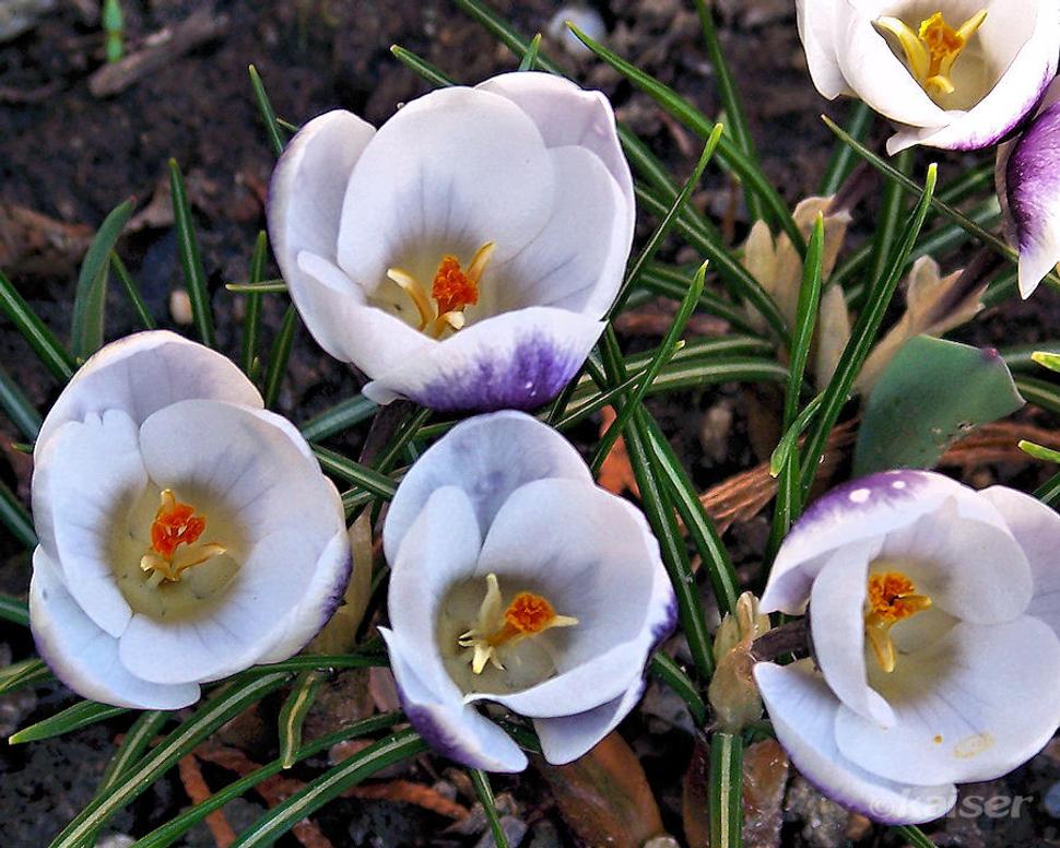 Šafran jarný (Crocus vernus Yelloov Mammoth)