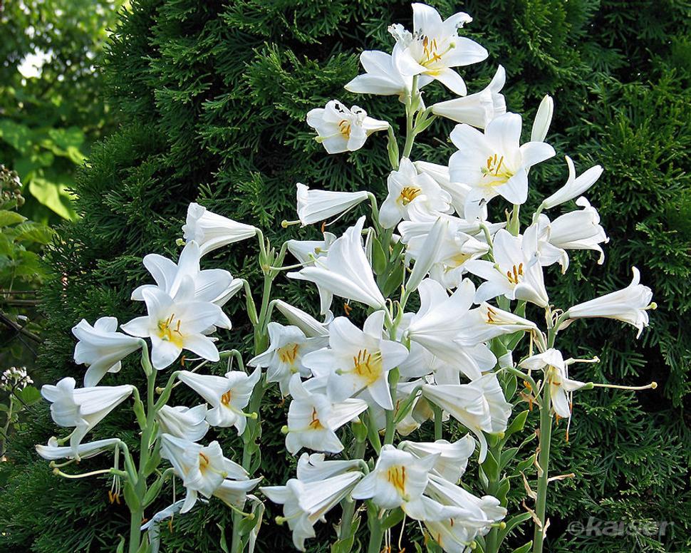 Ľalia biela (Lilium Cnadidum)