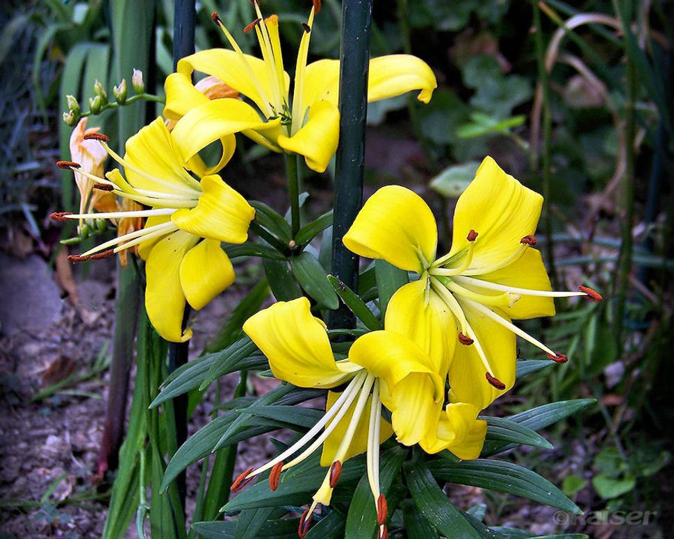 Ľalia žltá (Living Garden Lilium)