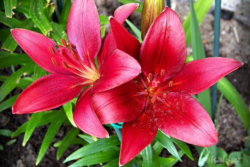 Ľalia cibuľkonosná (Lilium bulbiferum L. )