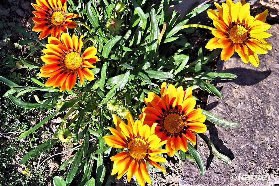Gazania žiarivá (Gazania splendens)