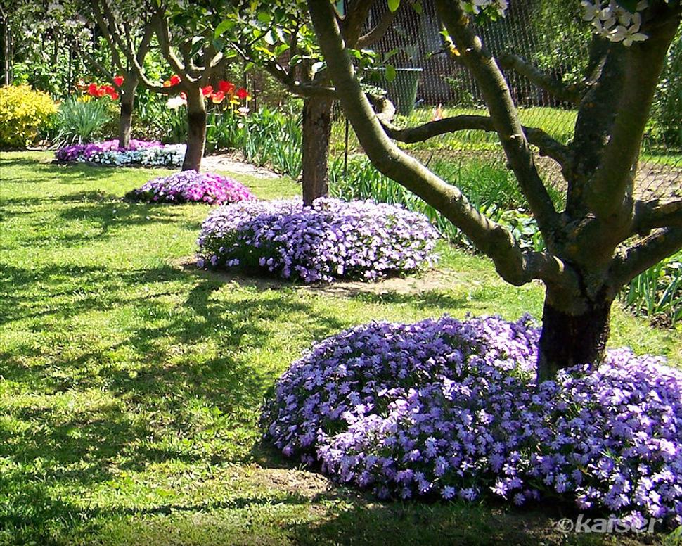 Flox šidlolistý (Phlox subulata CANDY STRIPES)