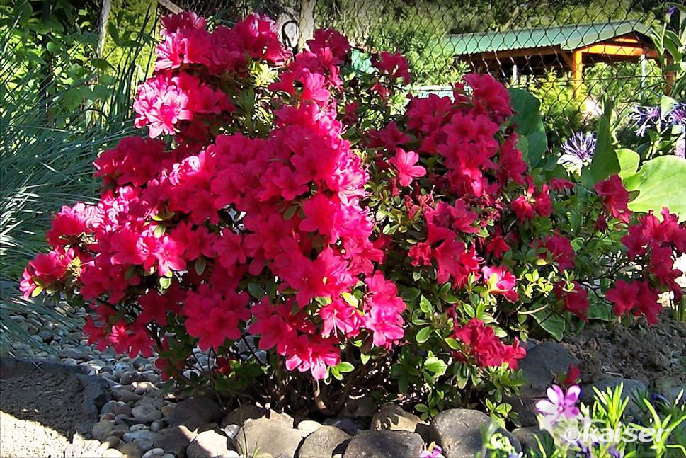 Azalea japonica (ARABESK)