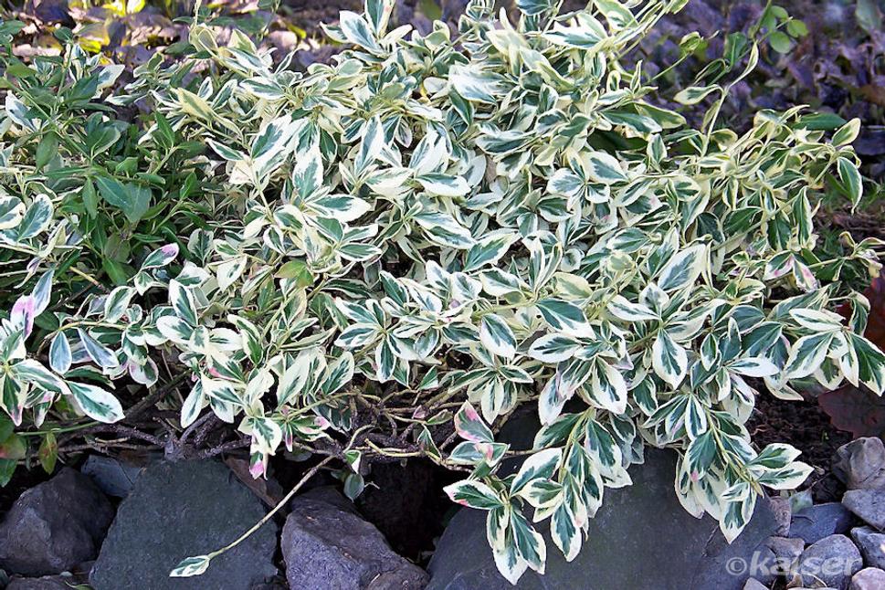 Bršlen Fortunov (Emerald gaiety)