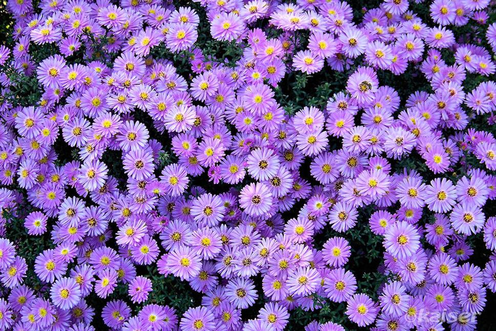 Astra krovitá (Aster dumosus)