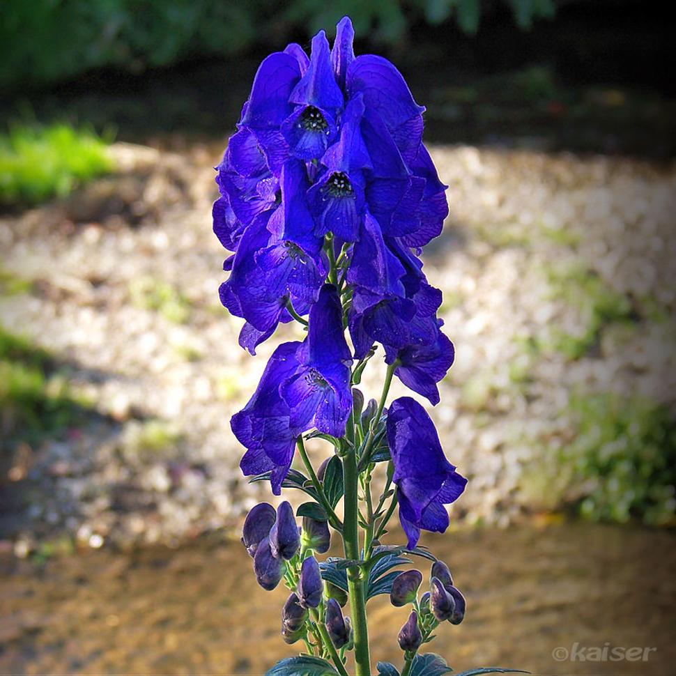 Prilbica modrá (Aconitum napellus)