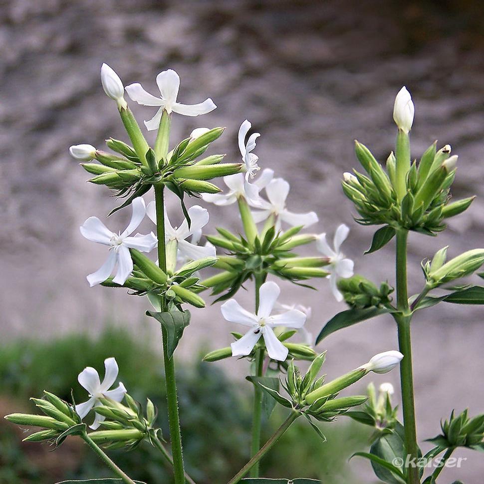 Mydlica lekárska (Saponaria officinalis)