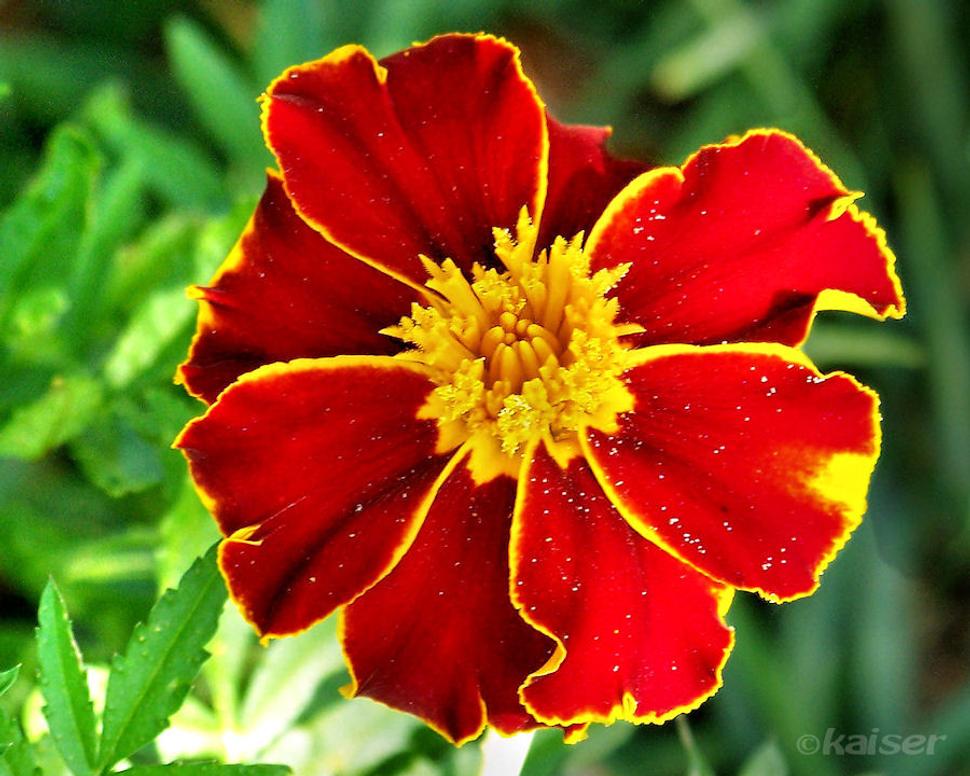 Aksamietnica (Tagetes patula)