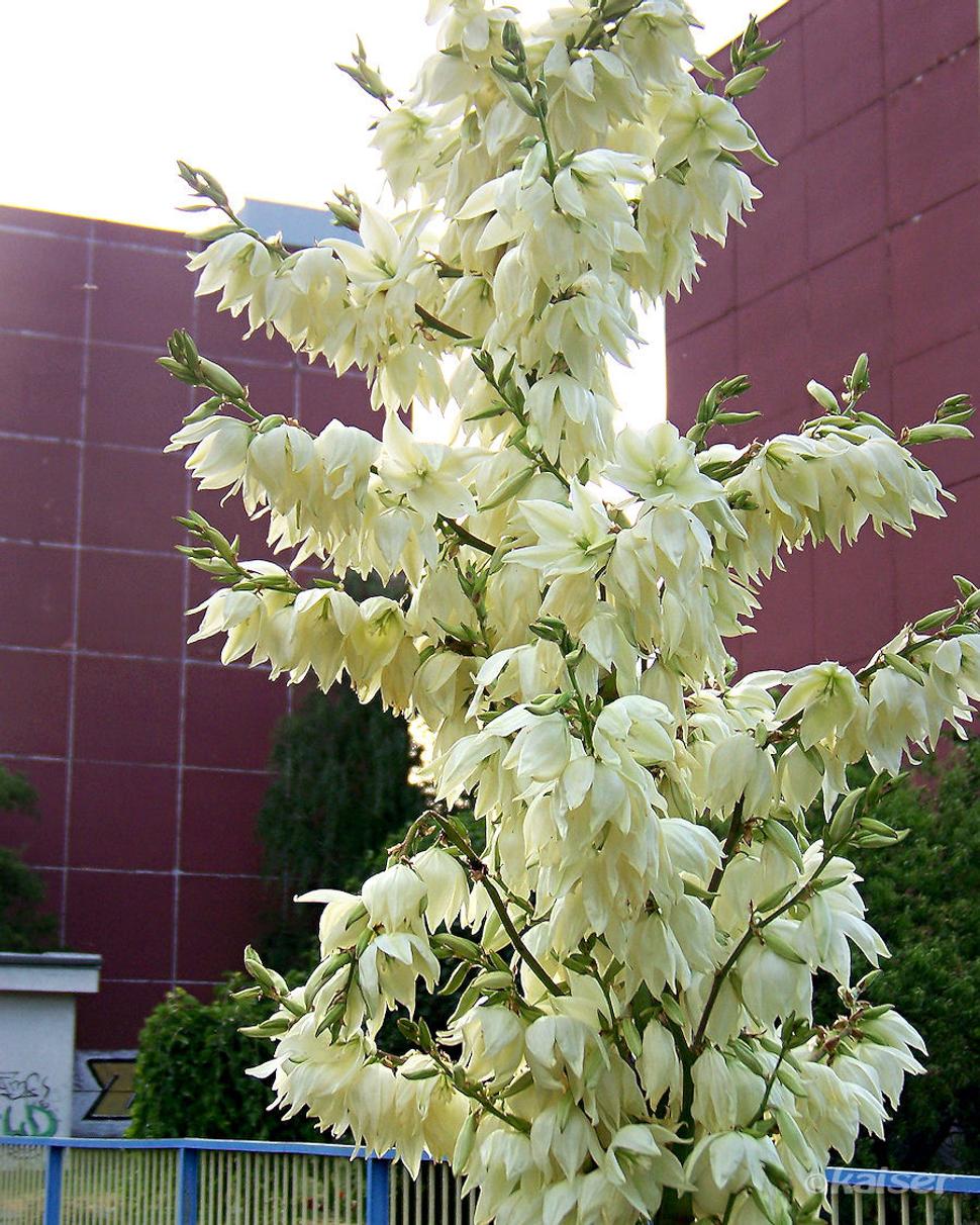 Juka vláknitá (Yucca filamentosa)