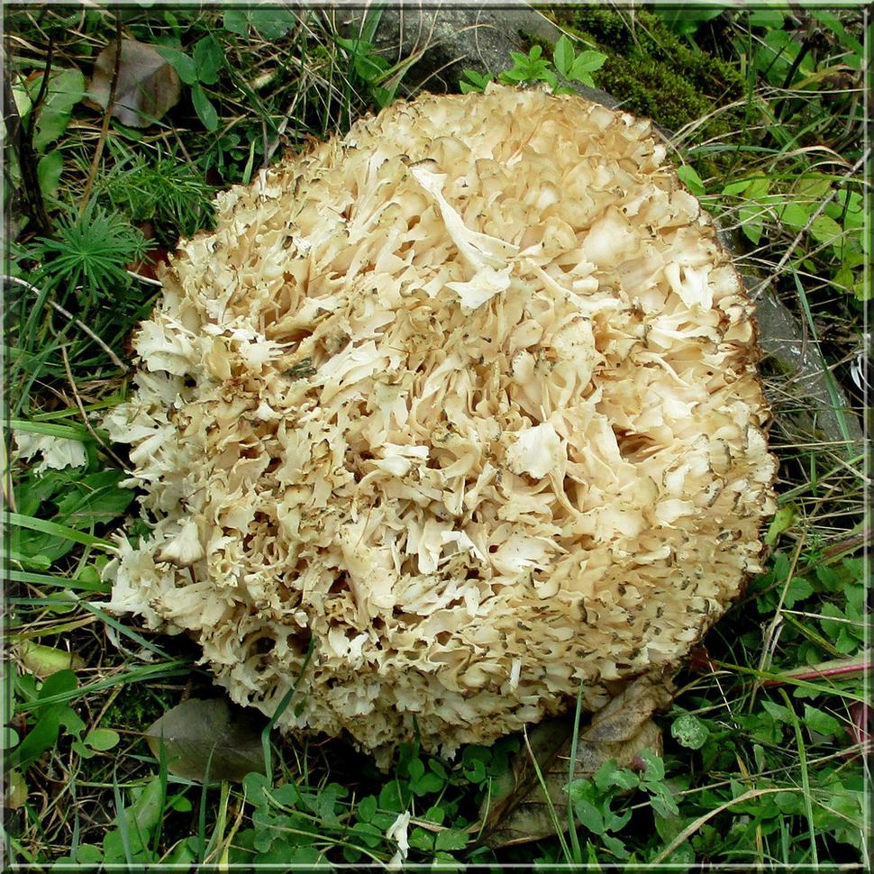 Obrovská huba