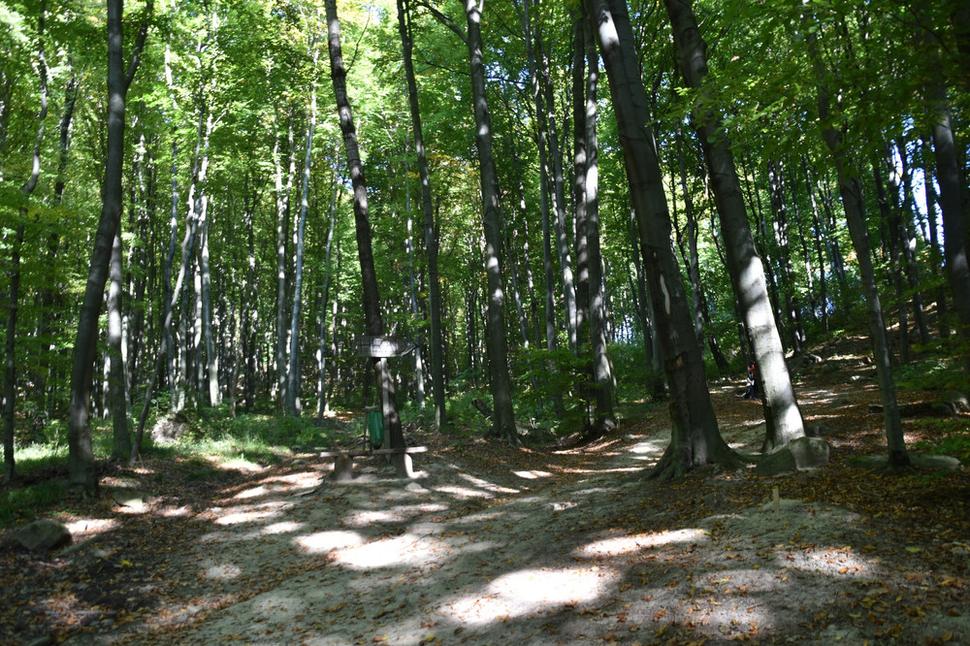 lesná cesta