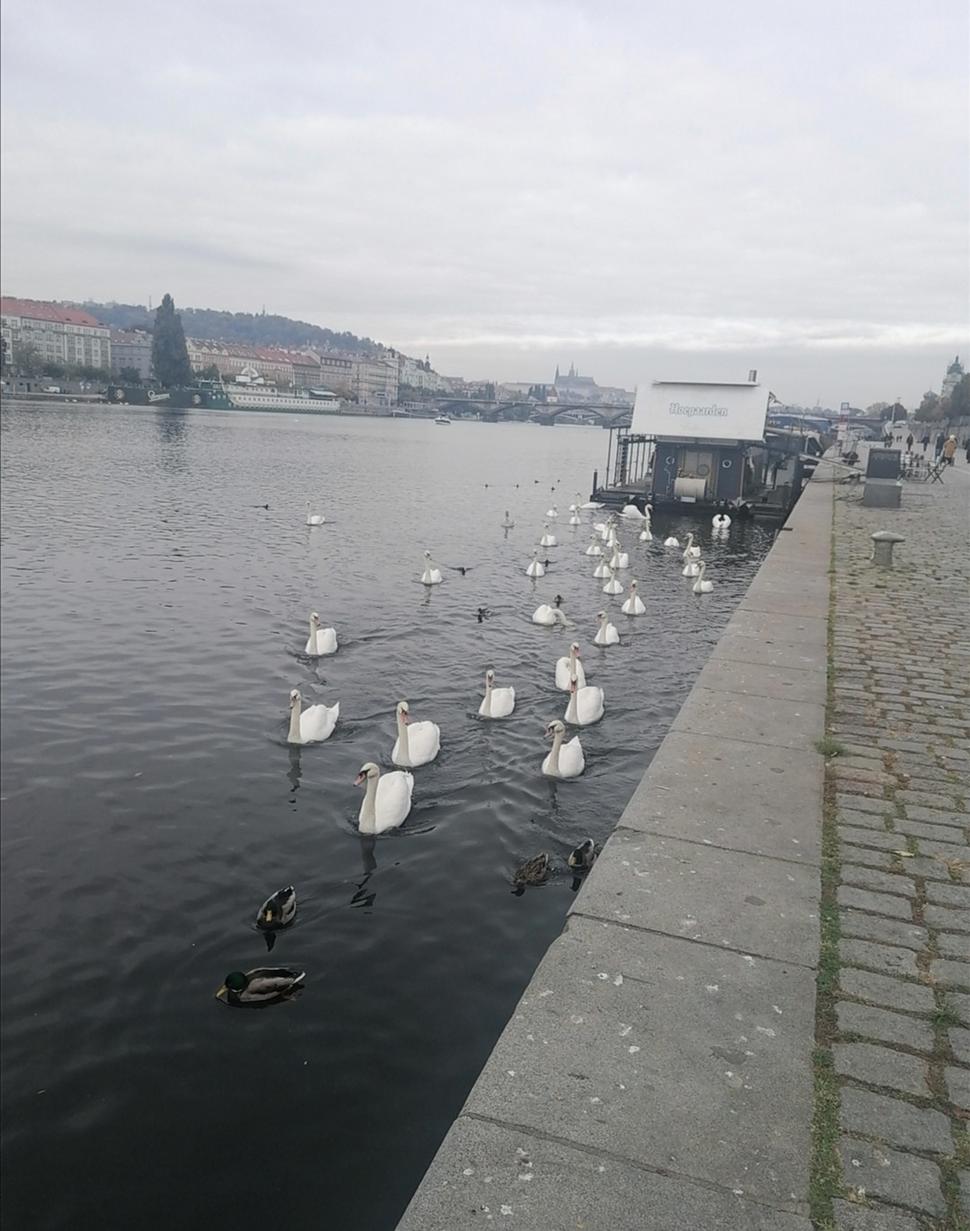 všade samé labute
