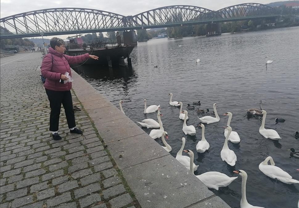 Deľba o rožok. Kačky bez nároku