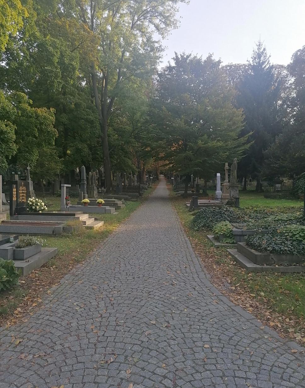 dláždené chodníky v záplave zelene
