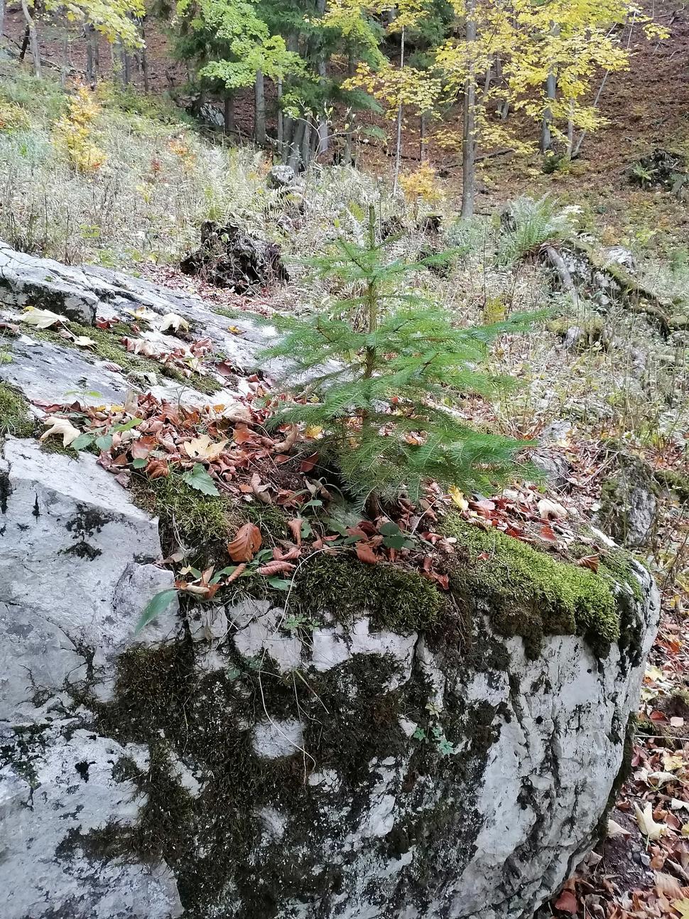 Obrázok blogu