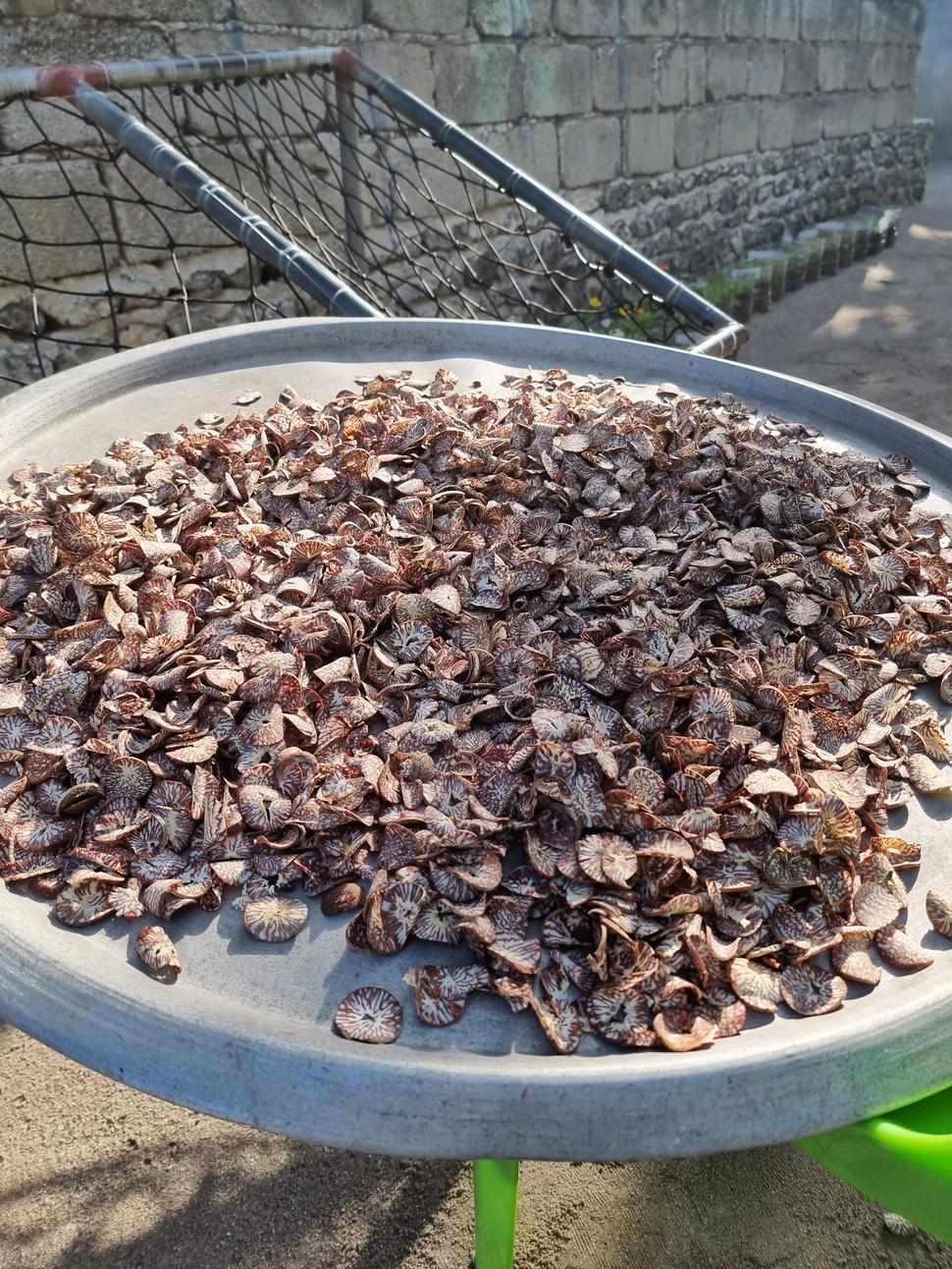 Proces sušenia orechov z palmy Areca. Na ostrove si ich takto suší viacero domácností.