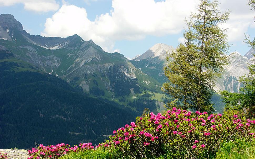 Na svahoch južne od St. Anton am Arlberg turisti môžu nájsť „červené more“ – najmä v júni a júli. Je to spôsobené množstvom alpských ruží (druh rododendronu), ktoré tu kvitnú a vytvárajú dojem kvetinového plameňa