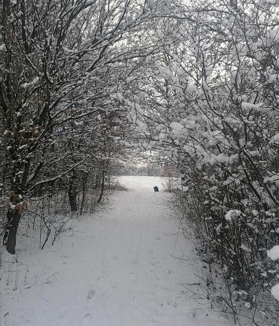 lesobrána