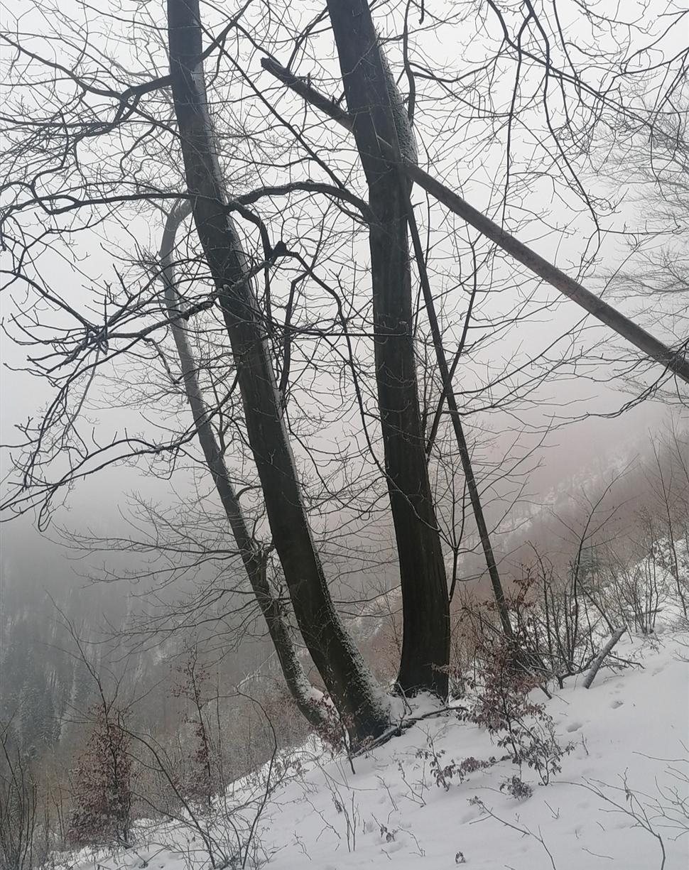 kriváci