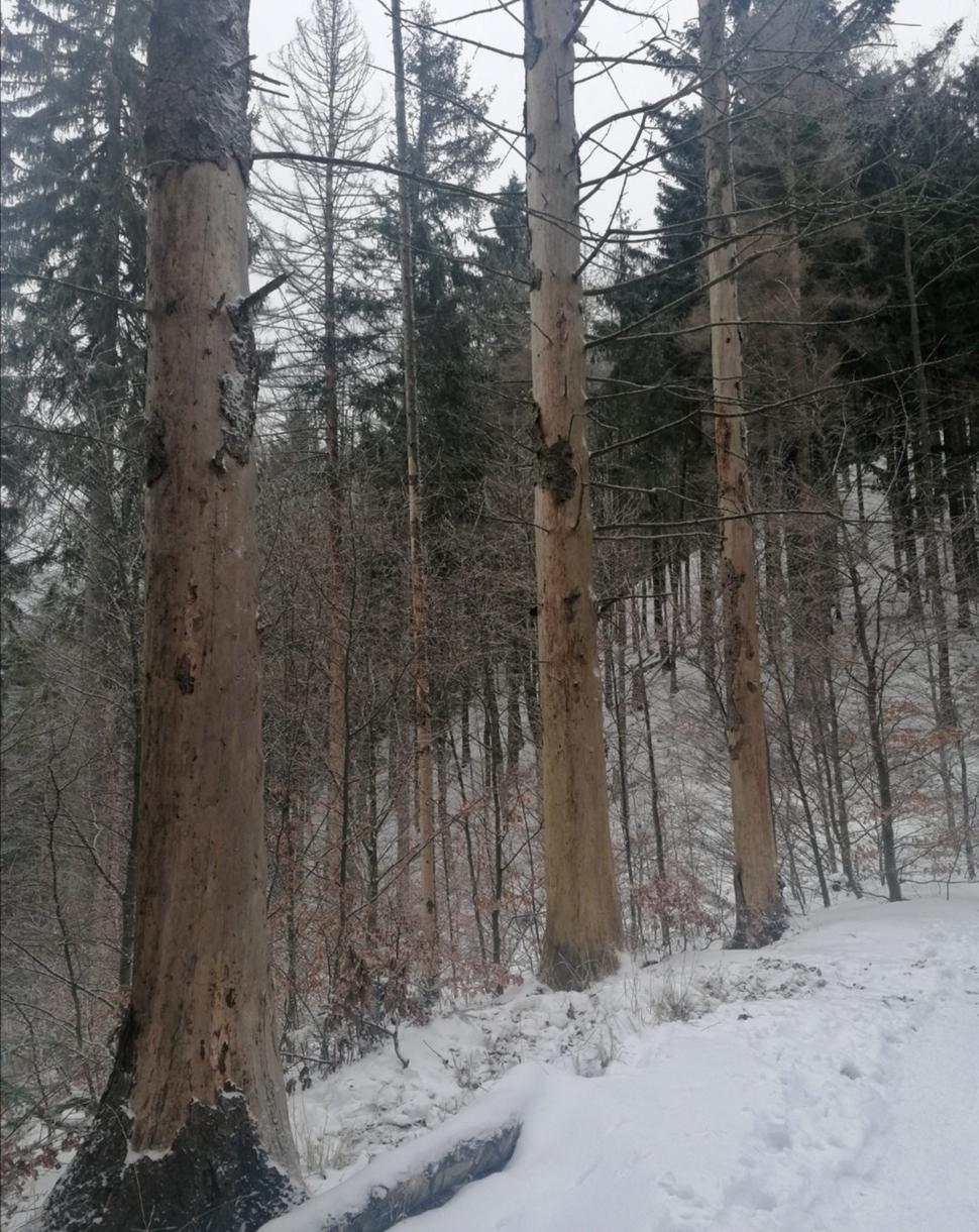 traja bezkôrovci