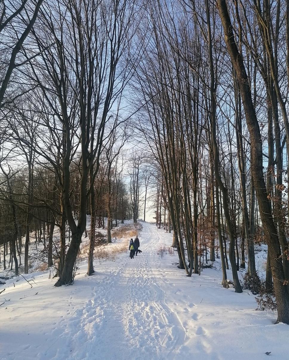 pokračujeme lesom