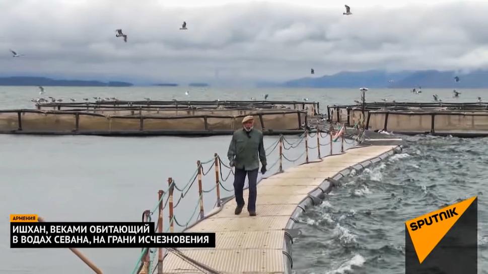 Na videu uvidíte tiež chov Pstruhov sevanských "Išchan" na farmách, vybudovaných priamo v jazere.