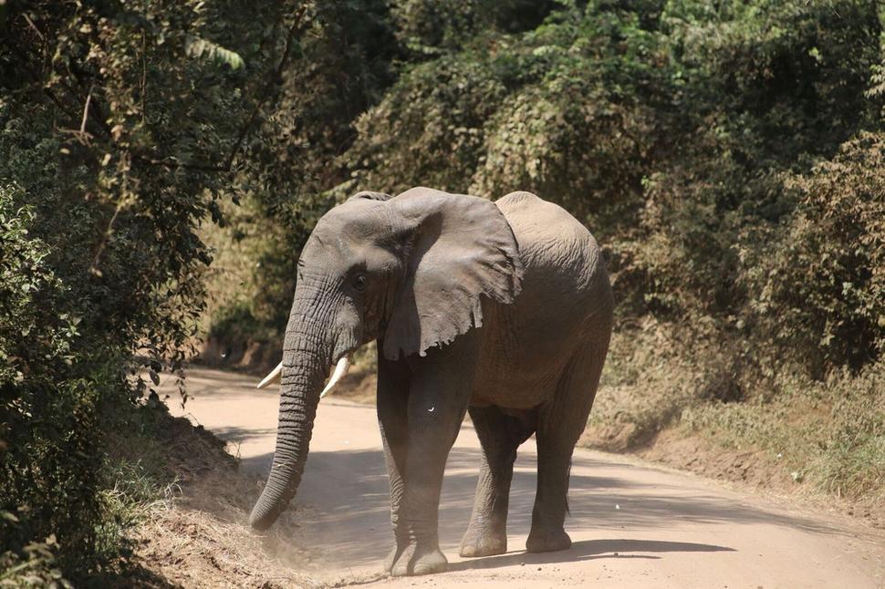Slon africký - Národný park Manyara