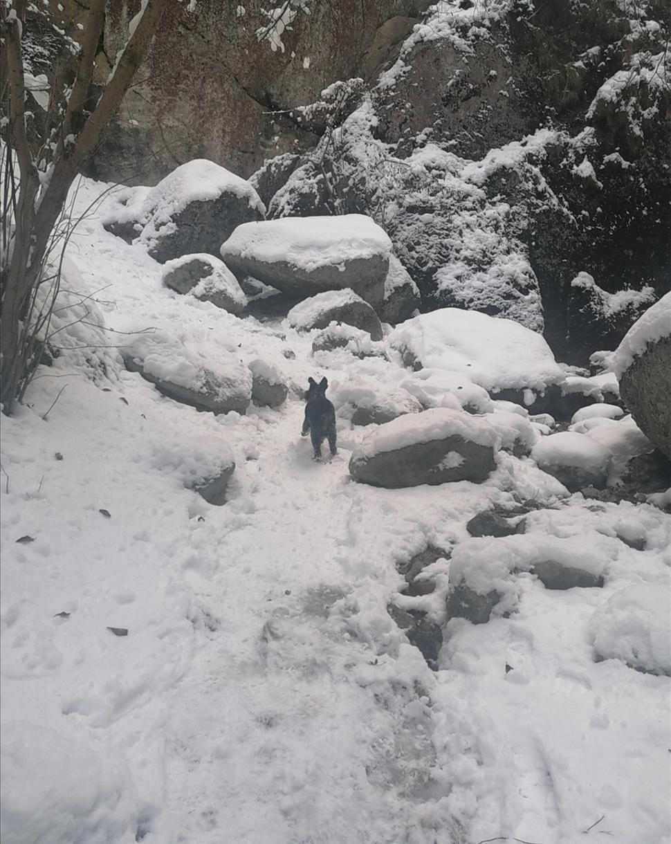 beštyja
