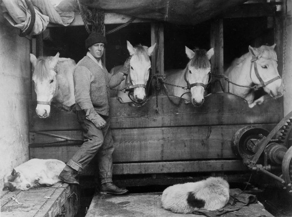 Ustajnené poníky na lodi Terra Nova počas plavby do Antarktídy. Kapitán Lawrence Oates im poskytuje starostlivosť, december, 1910.