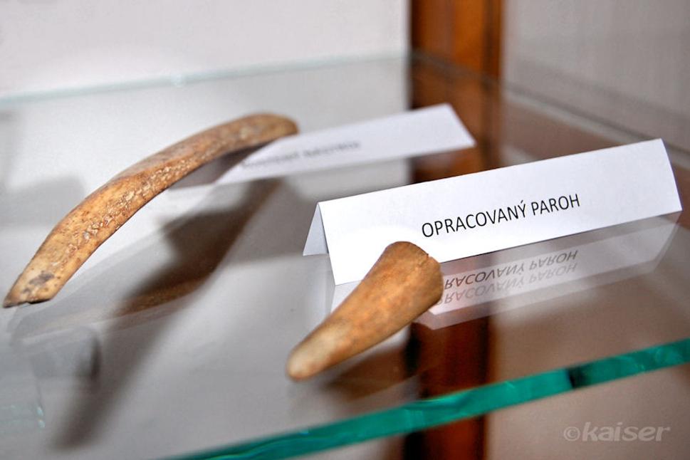 Opracovaný paroh