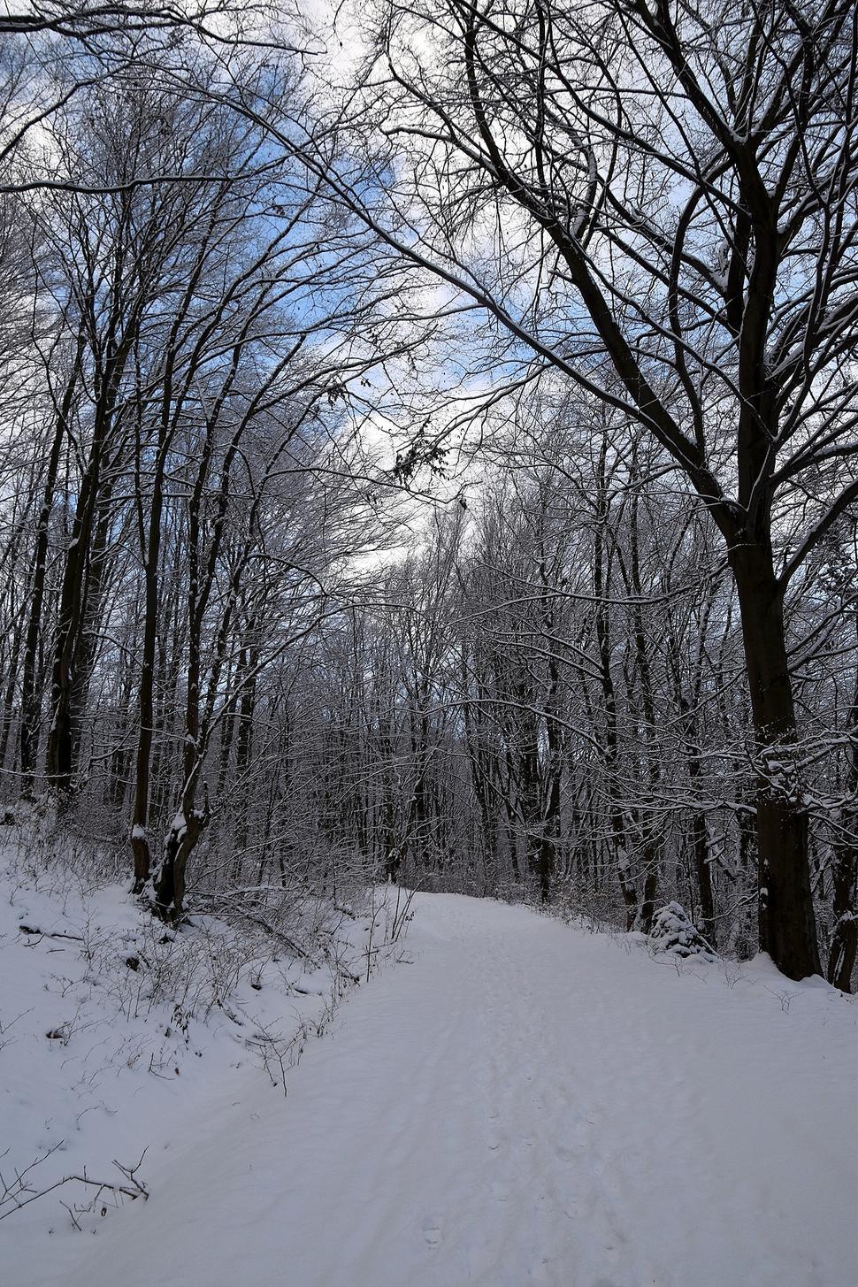 lesná cesta