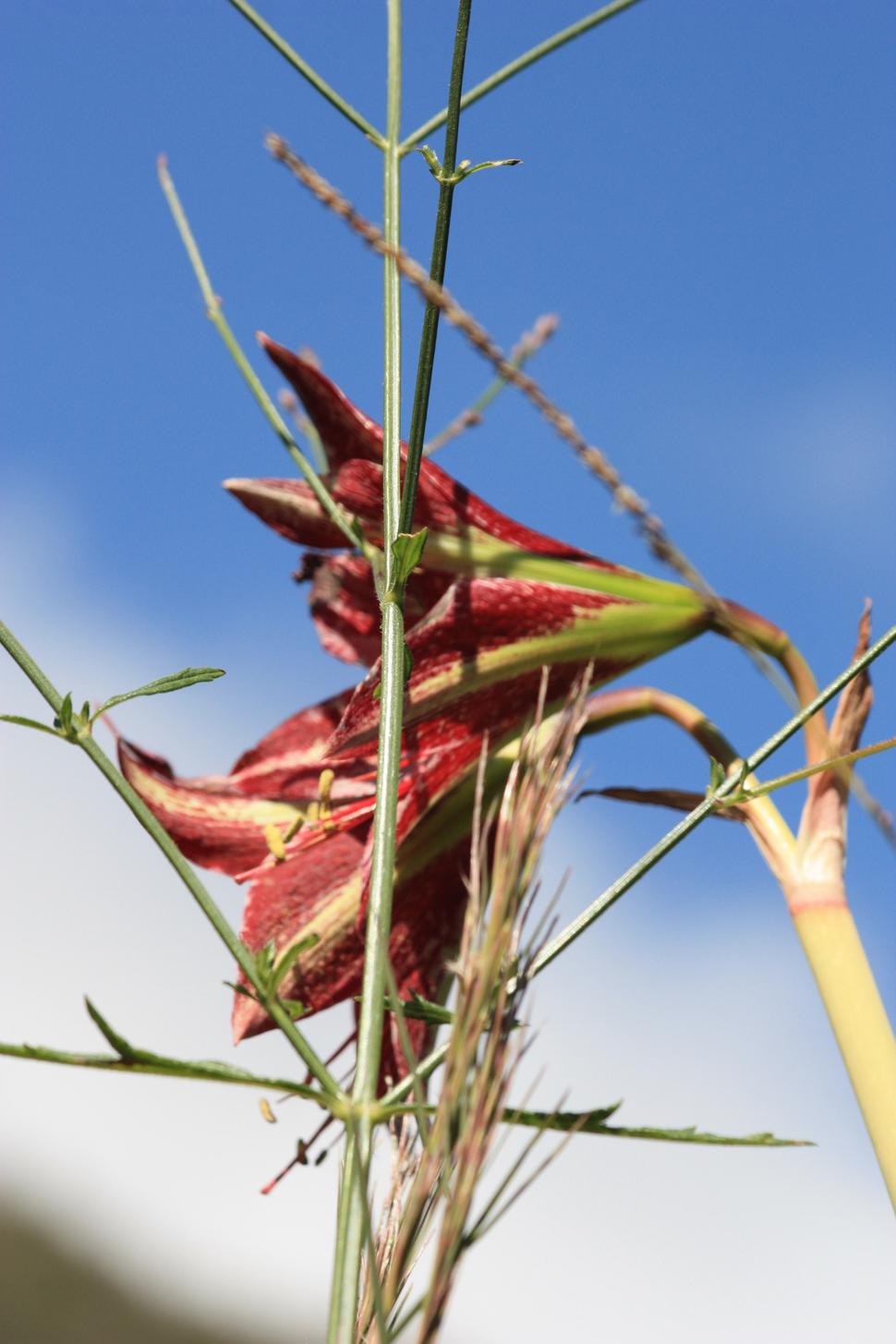 amaryllis