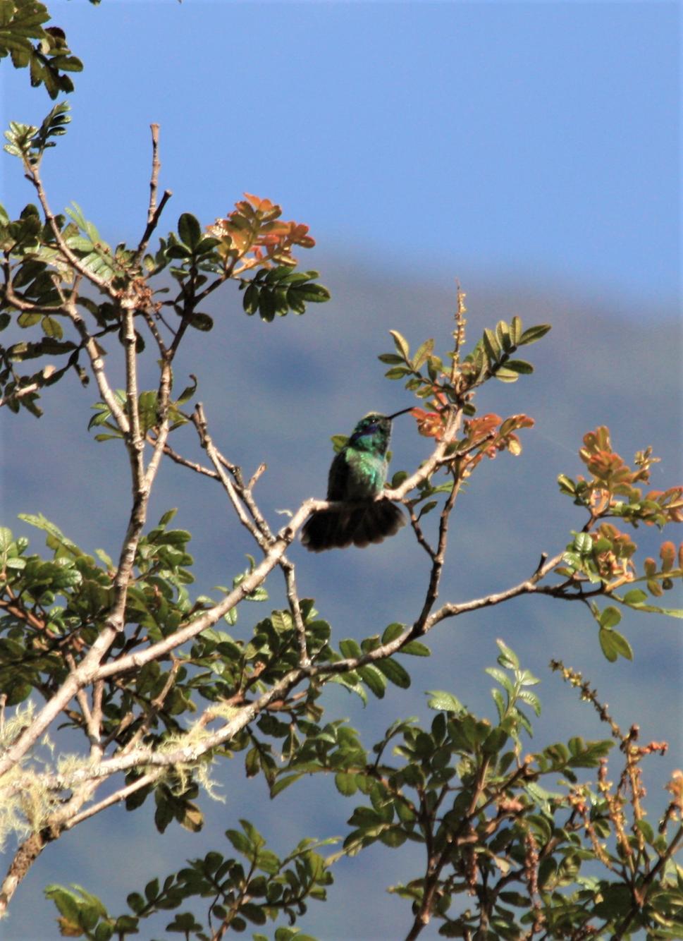 kolibrík