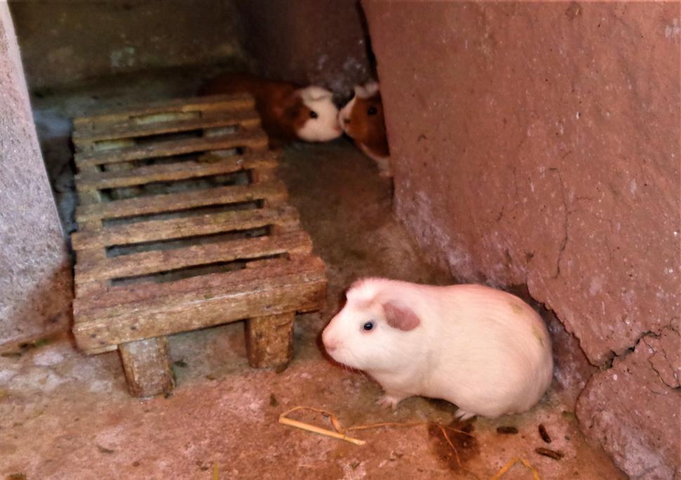 tieto ešte len čakajú na svoj smutný kooniec