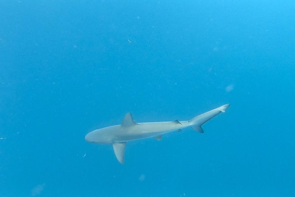 Foto urobené z videa, ktoré pre nás natočil náš divemaster.