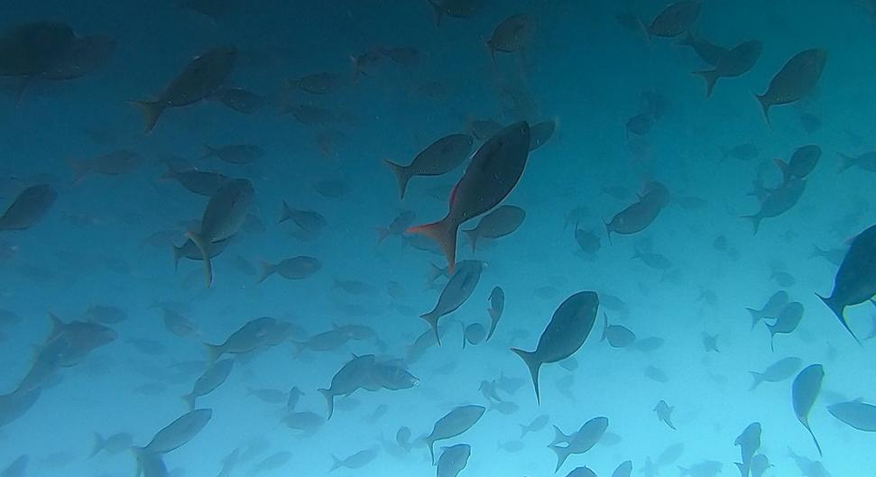Foto urobené z videa nášho divemastra.