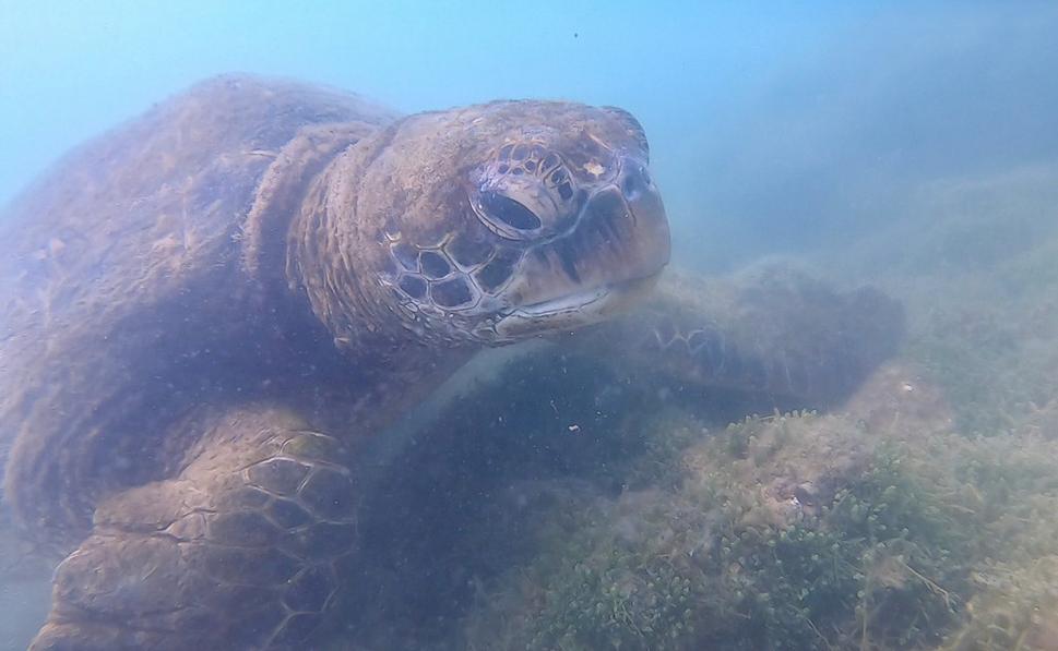 Foto urobené z videa nášho divemastra.
