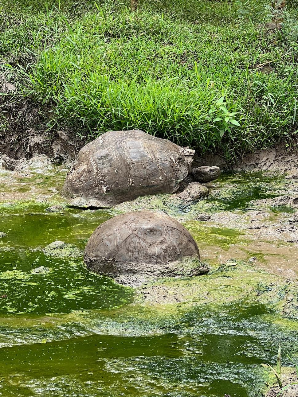Odpočinúť si v mláke je úžasné, normálne im závidím. Slnko tu pečie ako ... no ako na rovníku.