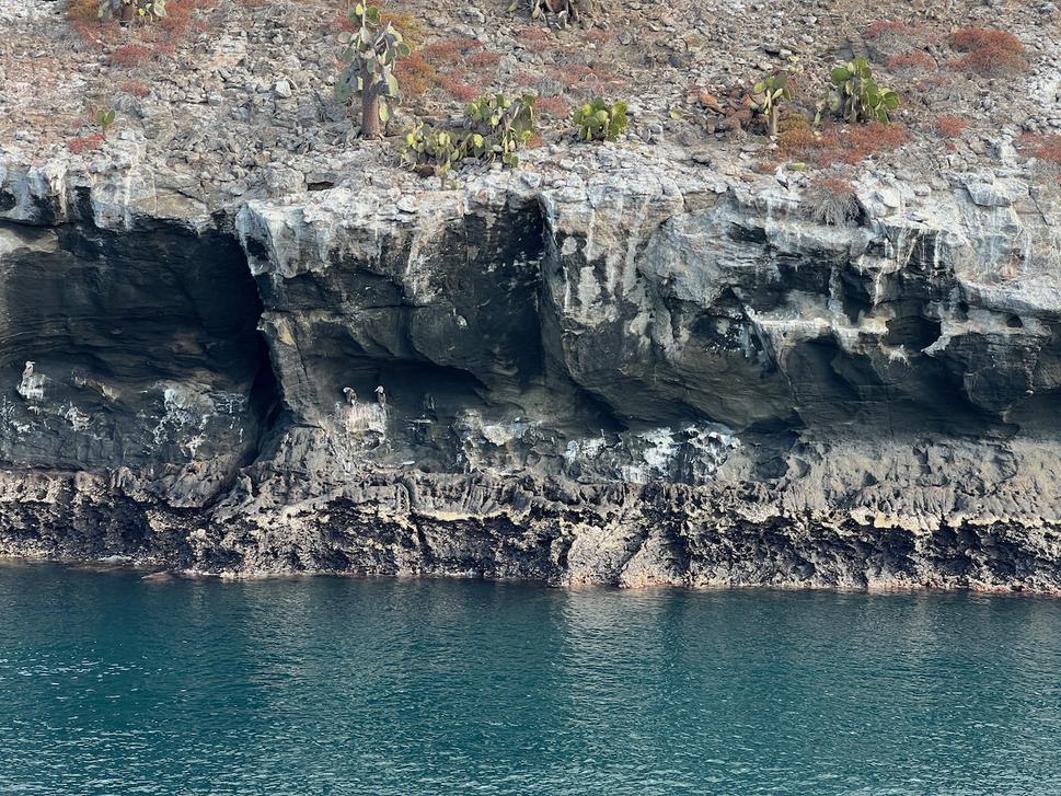 Blue-footed booby, alebo aj Sula modronohá je najkrajší vták na Galapágoch. Bohužiaľ na tejto fotke ho veľmi nevidno.