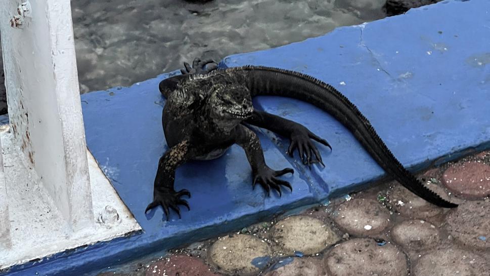 Ešte v prístave sa prišiel ukázať aj morský leguán. Naučili sa potápať do mora, vydržia tam aj 45 minút a pritom sa kŕmia morskými riasami.