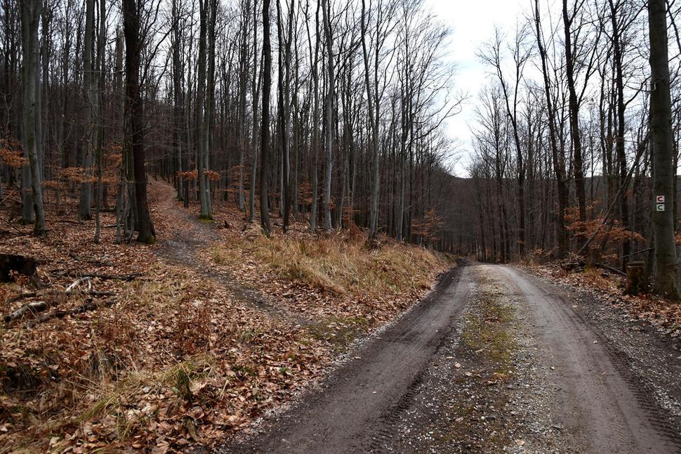 lesná cesta