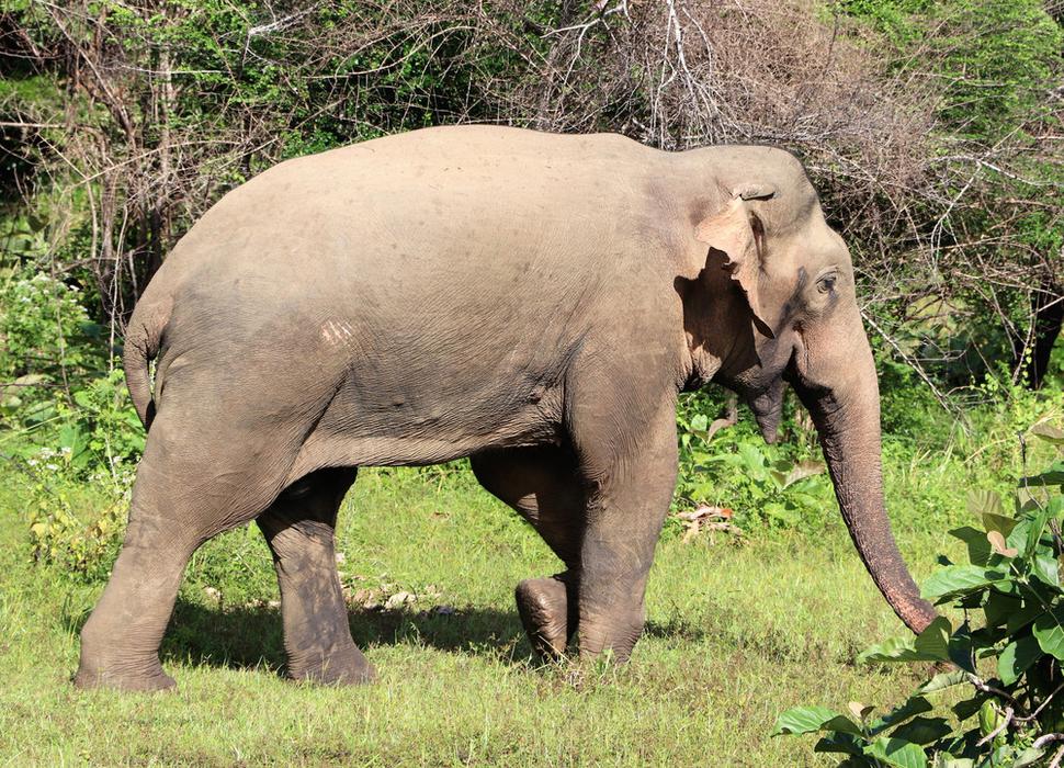 Usmievavý chlapík. Na safari ma šofér dostal tak blízko do stredu stáda divých slonov, takže sme ich počuli aj mliaskať a dokonca, s prepáčením, prdieť.