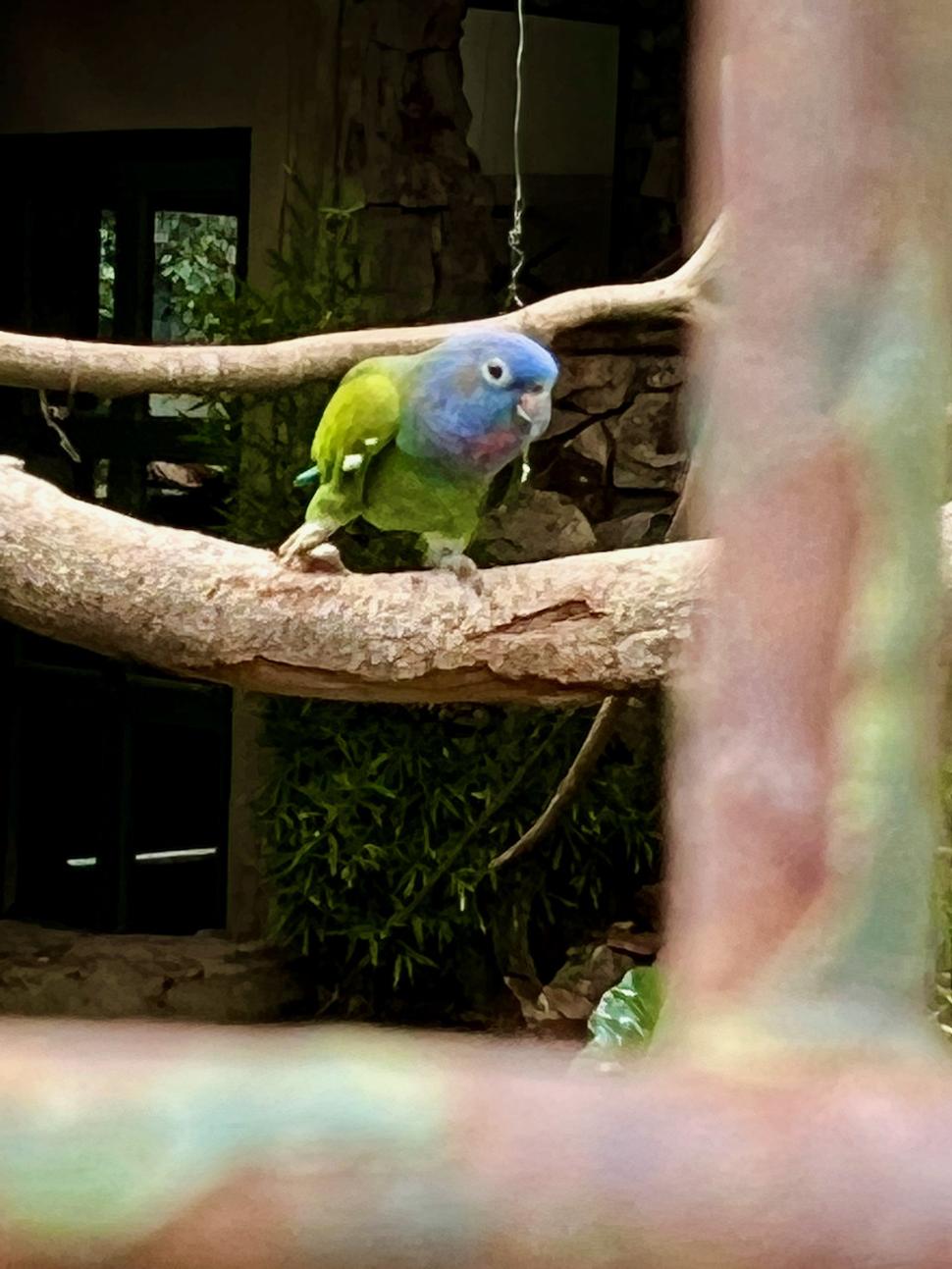Papagáj Lora. Loro Piquirrojo.