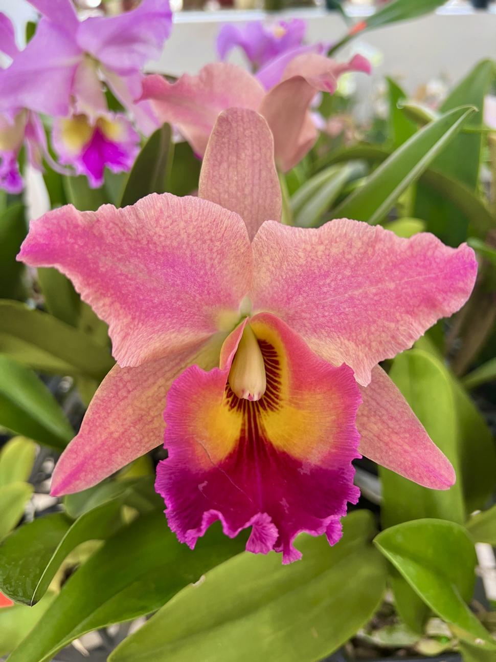 Na farme orchideí.