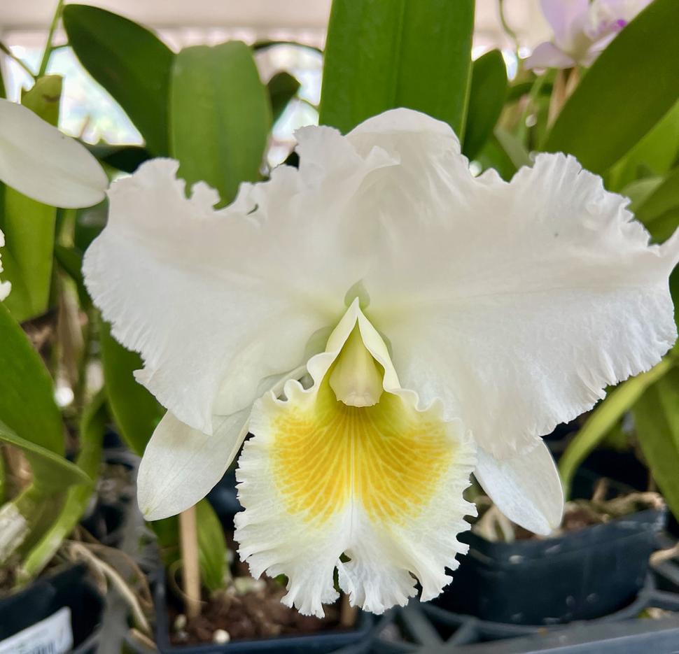 Na farme orchideí.